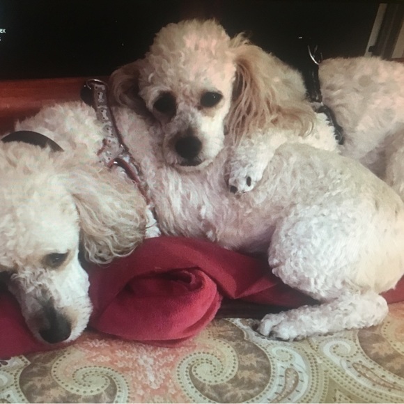 Meet your Posher, Laura - Picture 1 of 12